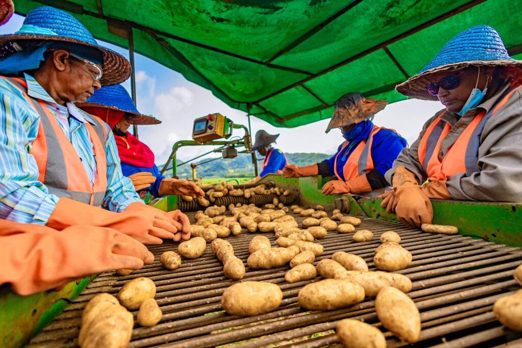 FOCUS: Discovering the Potato