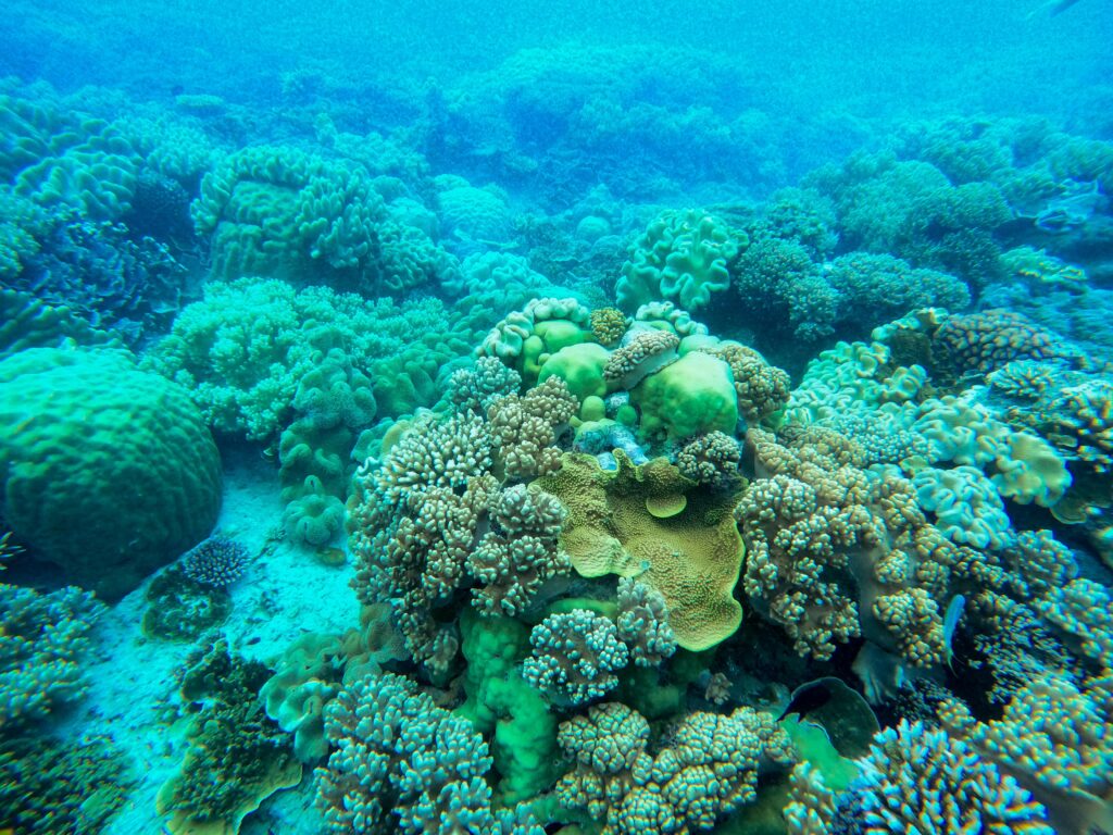 Le Groupe Beau Vallon et Reef Conservation unissent leurs forces pour la protection du lagon